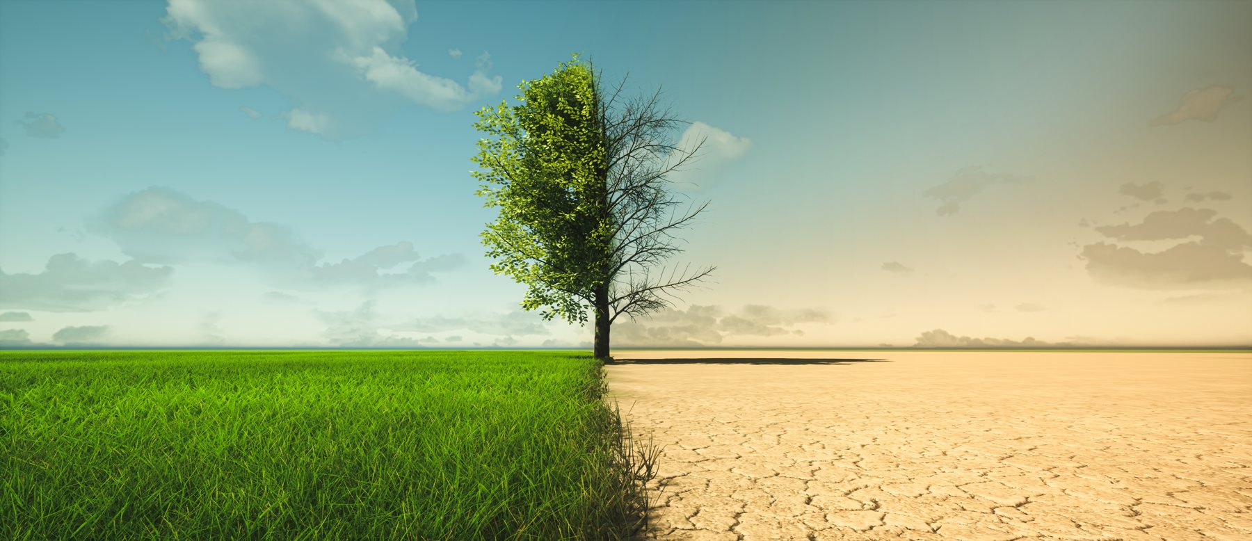 A tree half green on lush grass, half bare on cracked dry earth